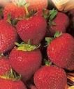 SABOR MORANGO